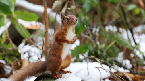 Red squirrel in the snow at Mount Stewart in County Down, Northern Ireland.